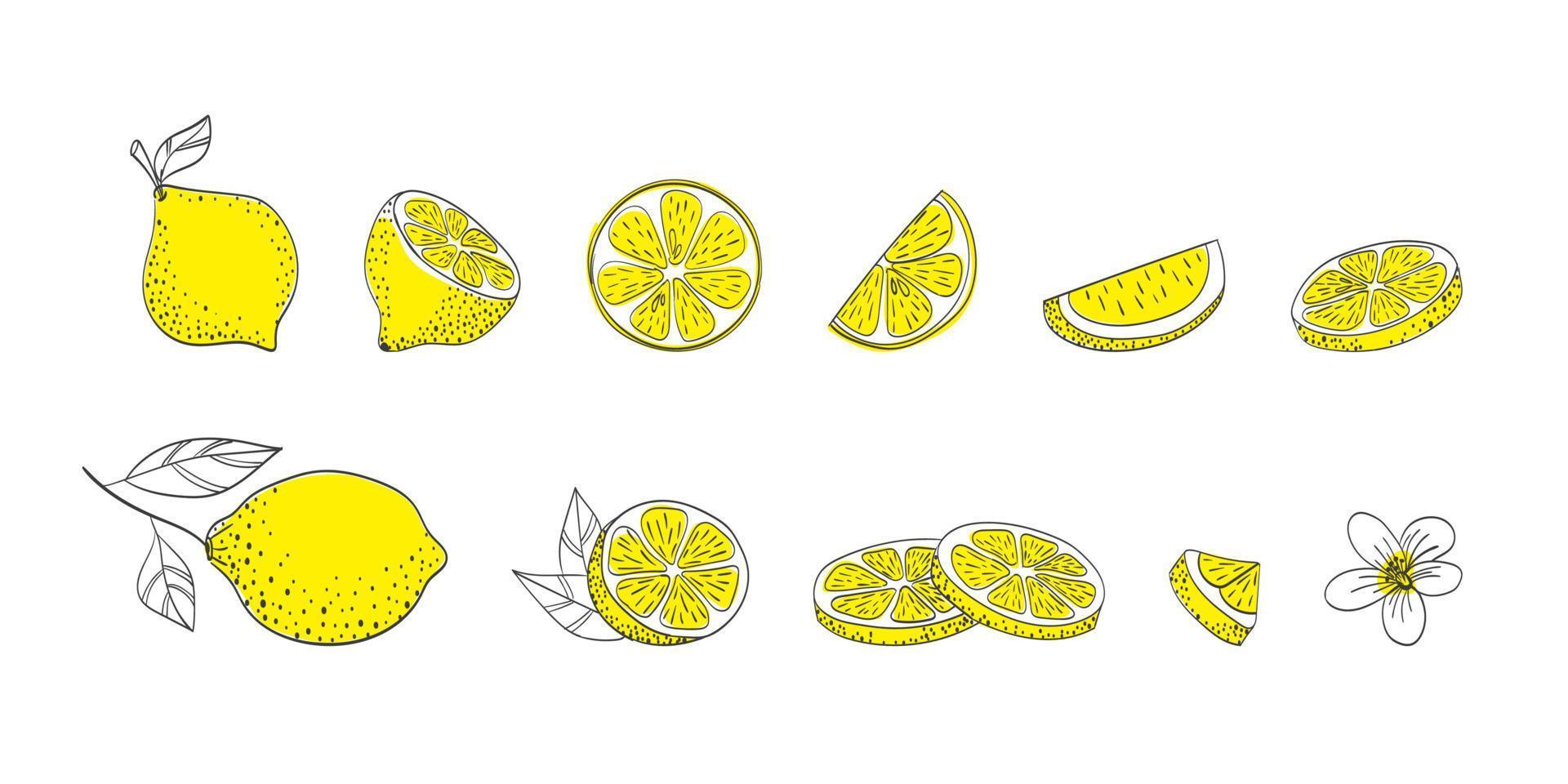 Hand drawn lemons. Fresh lemons. Fruits. Sketch of lemons. Vector illustration