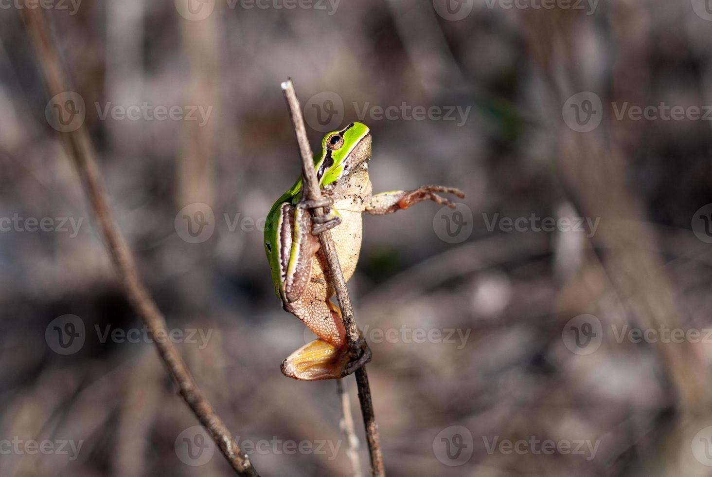 European tree frog reaching for a branch in natural habitat, small tree frog in the woods. Hyla arborea photo