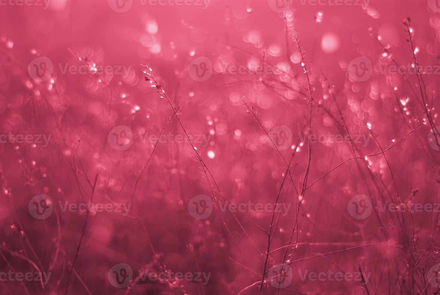 Dry blades of grass, bokeh blur. In backlight. Viva Magenta, Pantone Color of the year 2023 photo