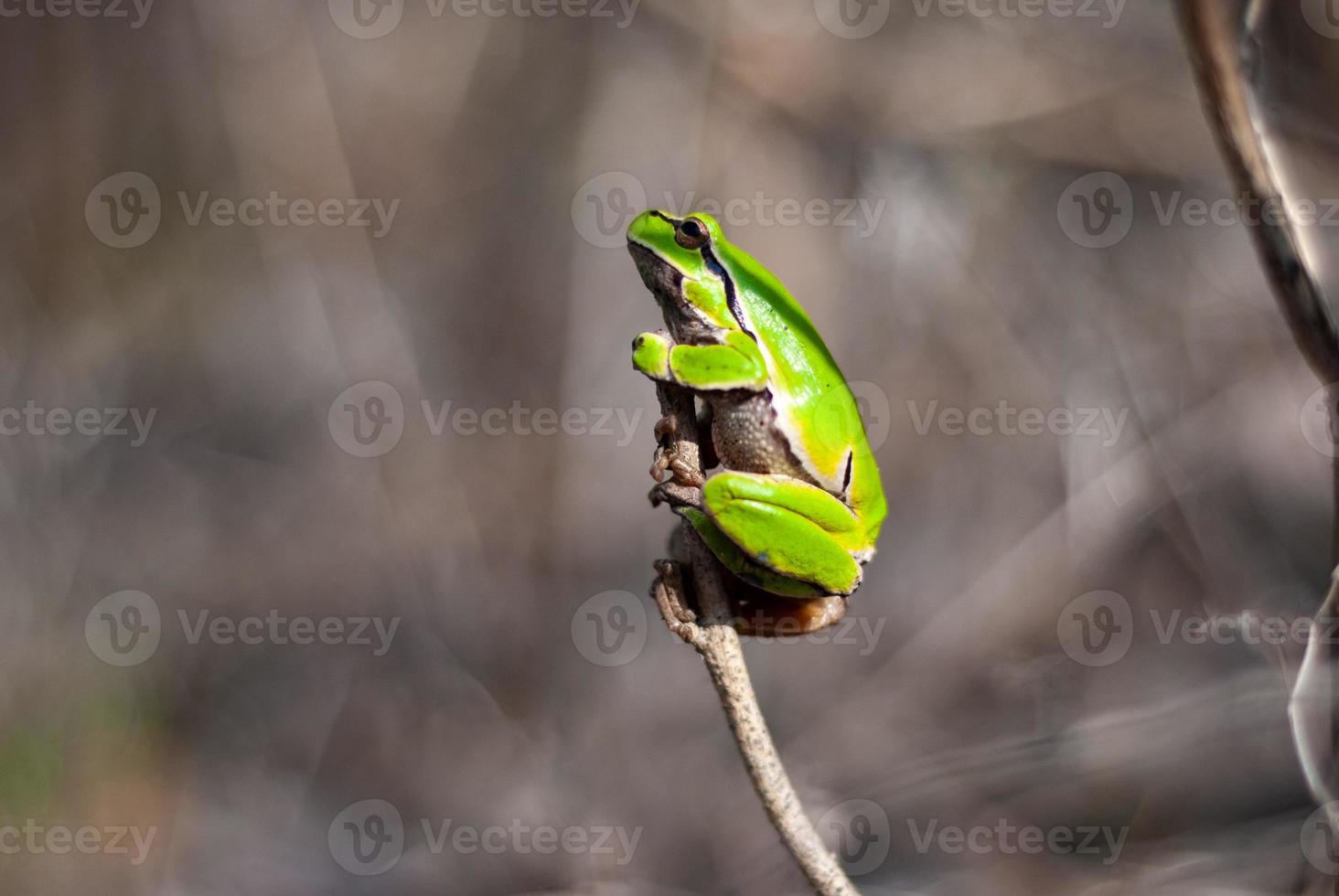 European green tree frog in the natural environment, Hyla arborea photo