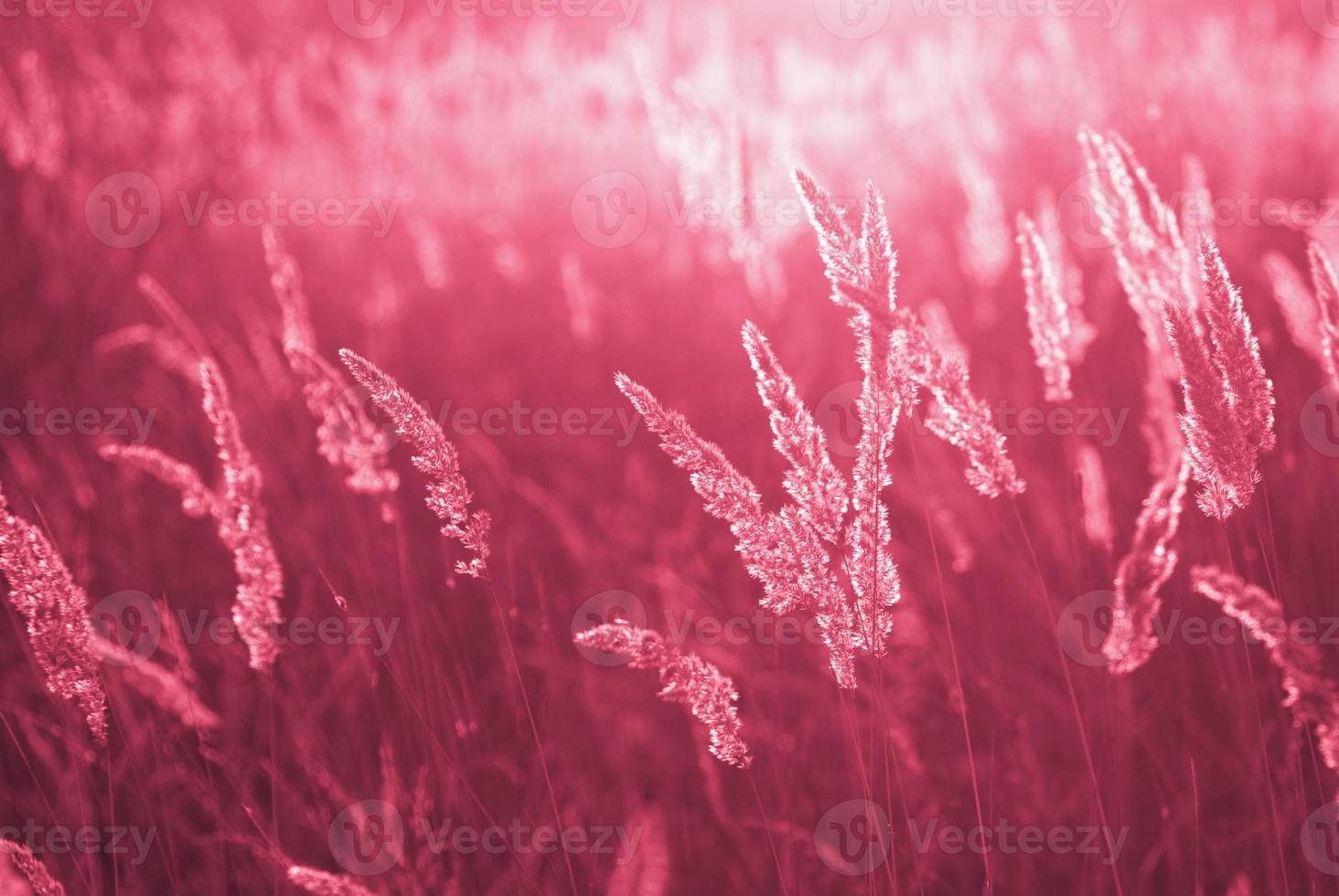 Dry blades of grass in the backlight. Viva Magenta, Pantone Color of the year 2023 photo