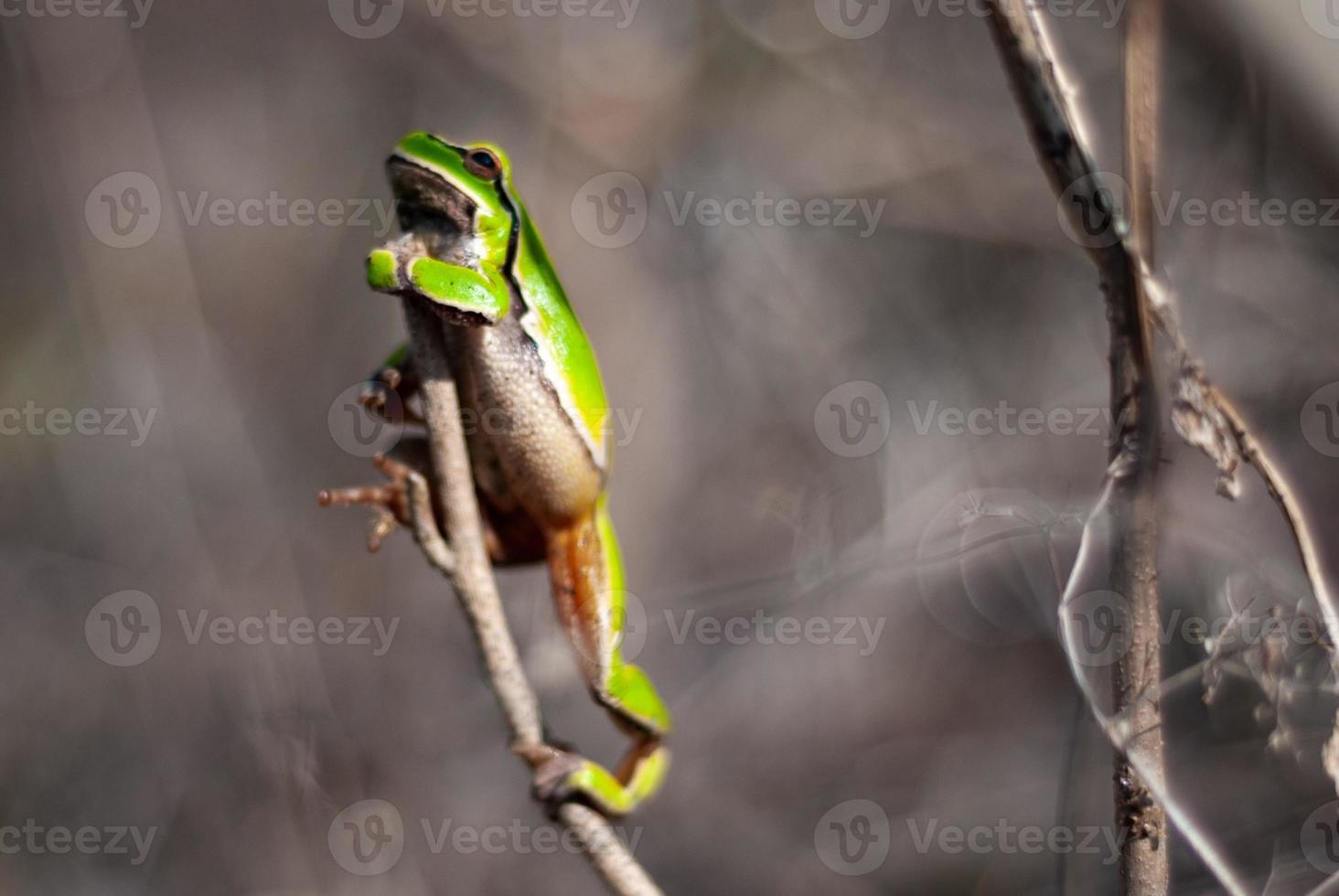 European green tree frog in the natural environment, Hyla arborea photo