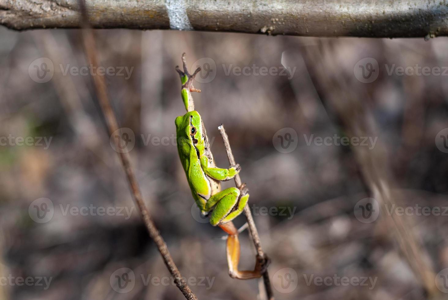 European tree frog reaching for a branch in natural habitat, small tree frog in the woods. Hyla arborea photo