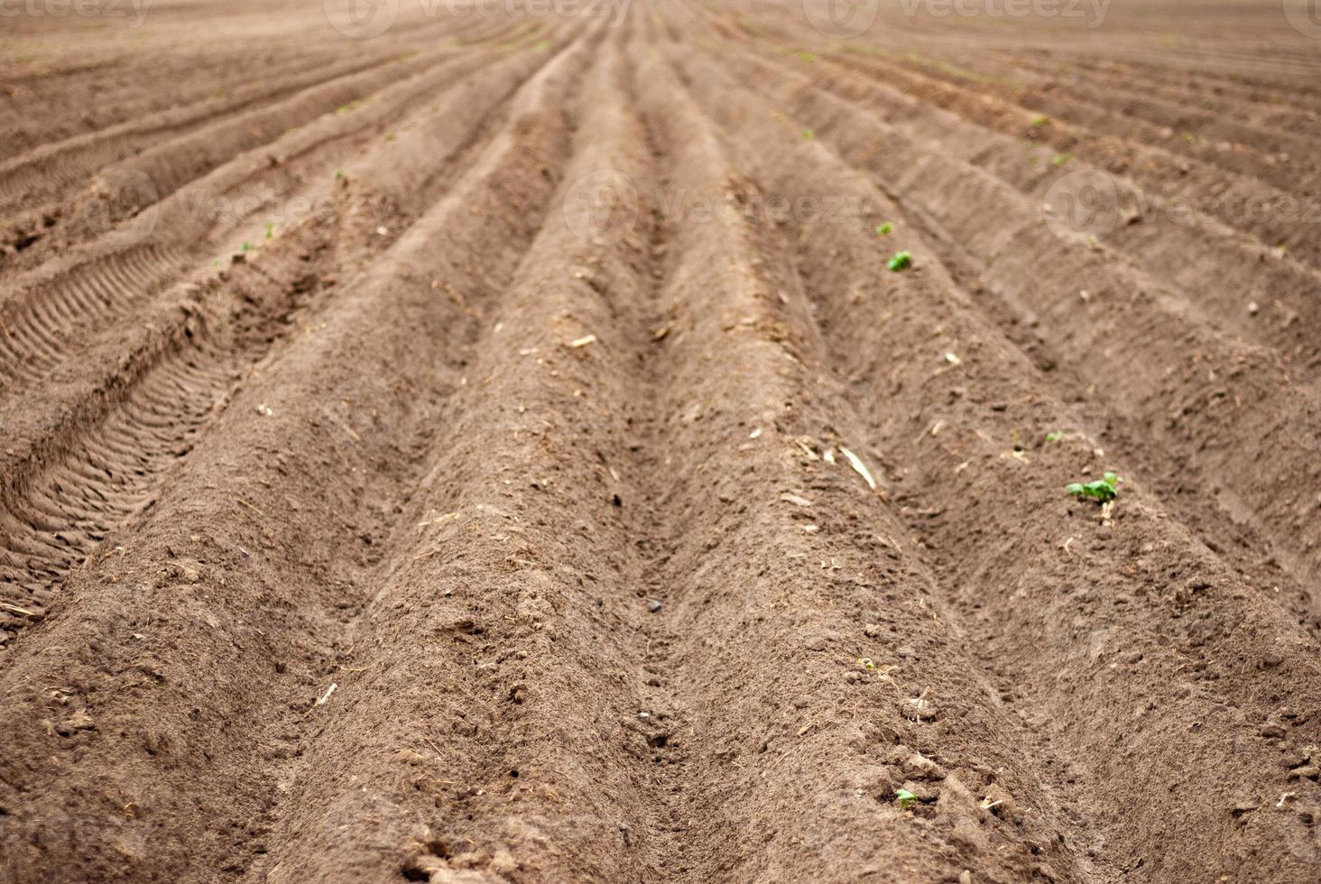 Seed sowing furrows in the field photo