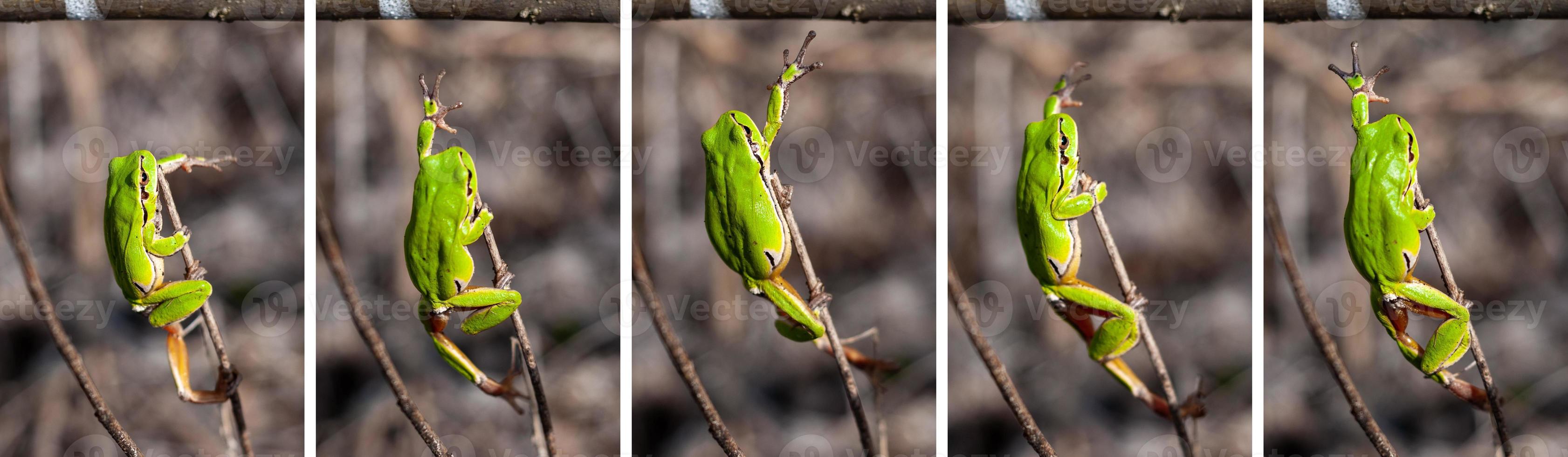 European tree frog reaching for a branch in natural habitat, small tree frog in the woods, collage step by step. Hyla arborea photo