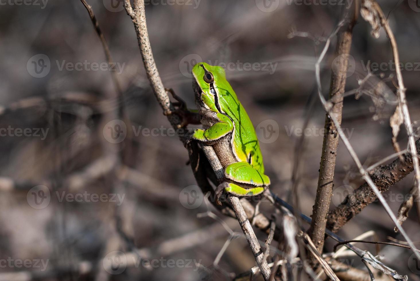 European tree frog climbing the tree in natural habitat, small tree frog in the woods. Hyla arborea photo