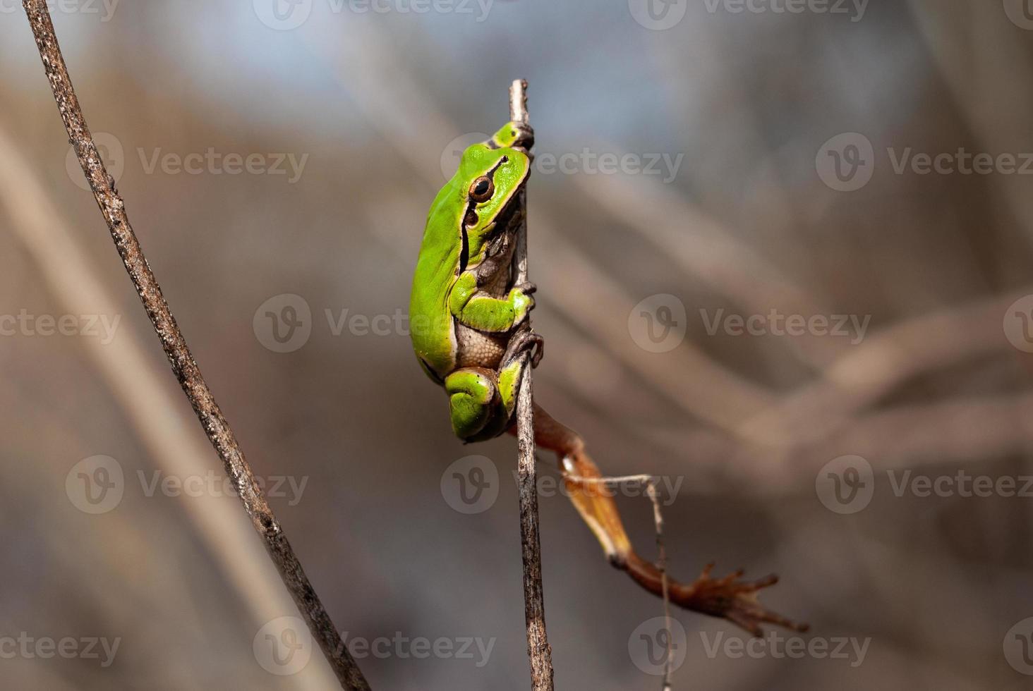 European green tree frog in the natural environment, Hyla arborea photo