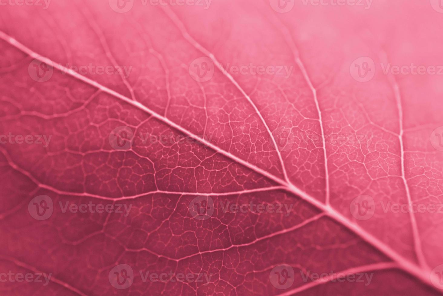 Lilac leaf close up, macro. Viva Magenta, Pantone Color of the year 2023 photo