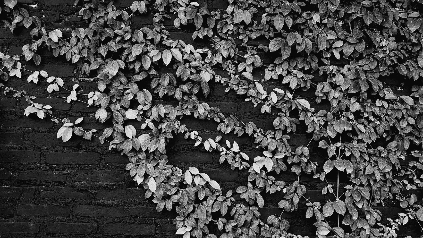 Leaves pattern for background in the garden park in black and white tone with copy space on left. Vine, Creeping plant growth on wall Natural wallpaper, Beauty of Nature concept photo