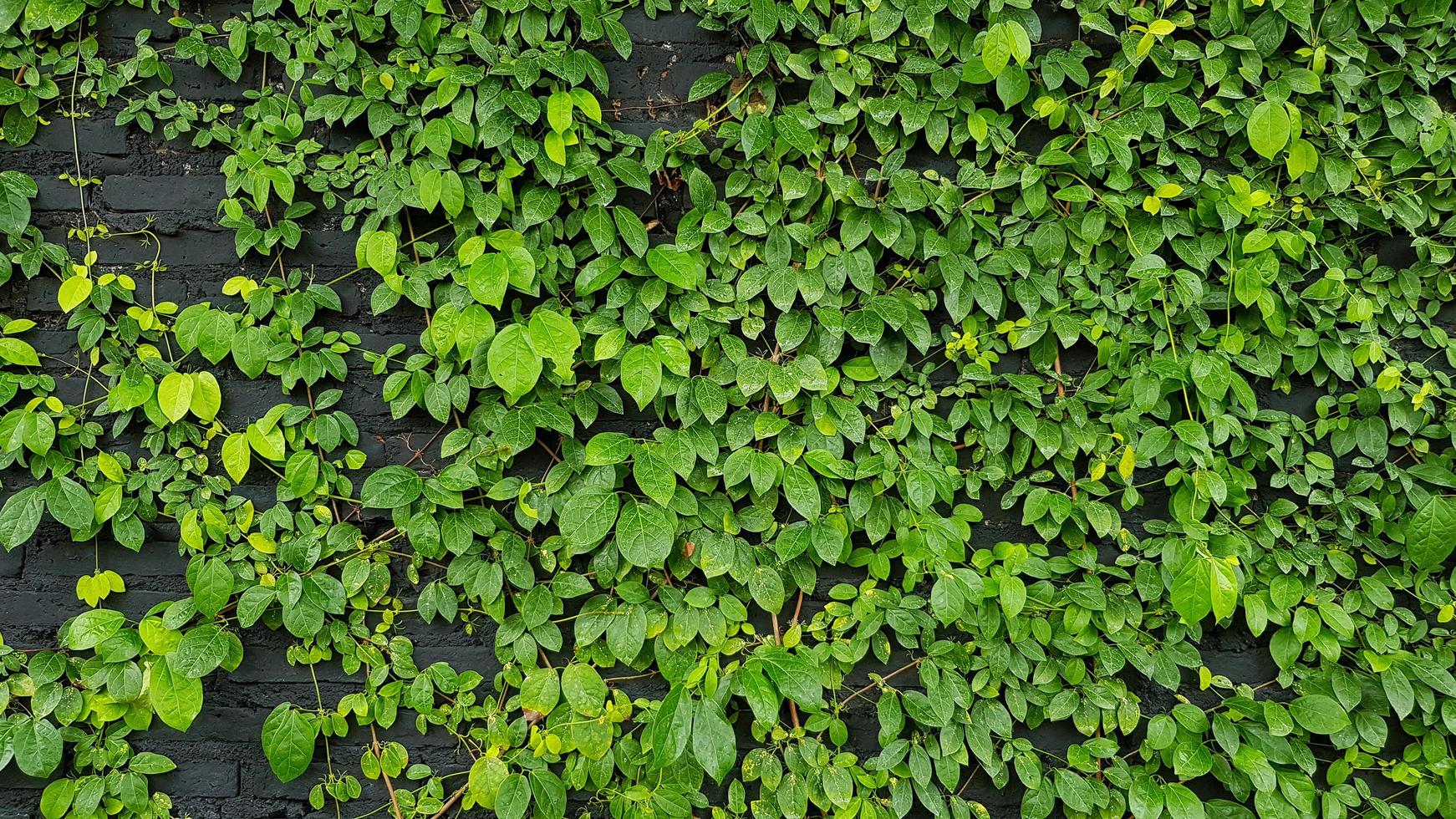 Green leaves pattern, vine and creeping plant growth on wall for background in garden park. Natural wallpaper, Beauty of Nature concept photo