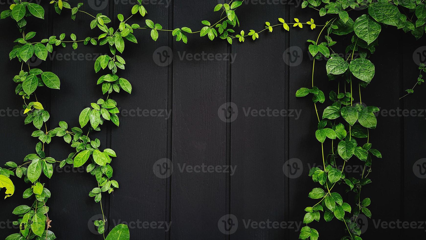 Green Vine, ivy, liana, climber or creeper plant growth on black wooden wall with copy space on center or middle. Beauty in nature and natural design. Leaves on wallpaper or painted wood background. photo