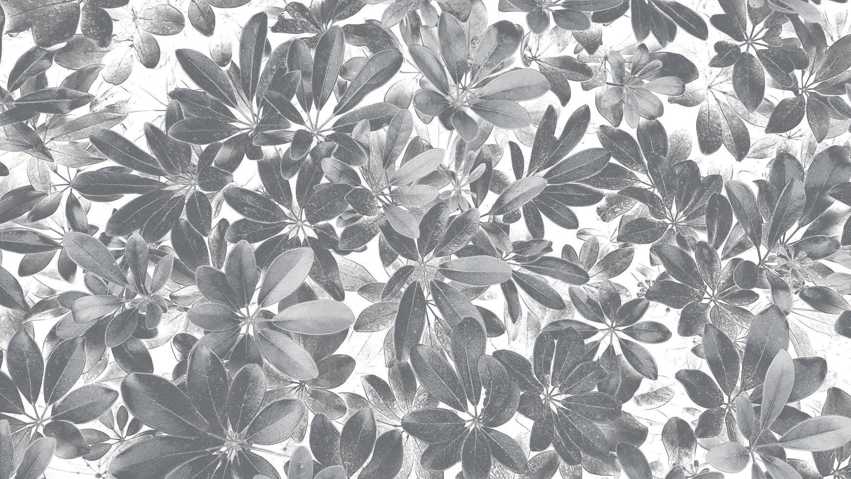 patrón de hojas para el fondo en el parque del jardín en tono blanco y negro o monocromo y estilo de ilustración. belleza de la naturaleza, el crecimiento, la planta y el concepto de papel tapiz natural foto