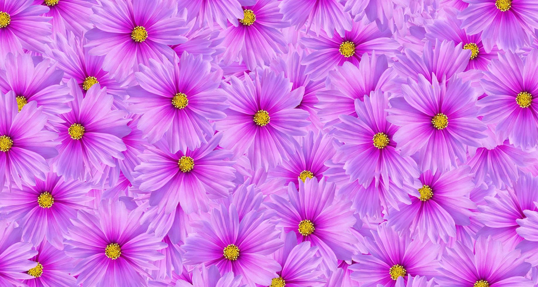 Purple cosmos flower seamless pattern background. Art or abstract of violet flora, floral and beautiful natural wallpaper. photo