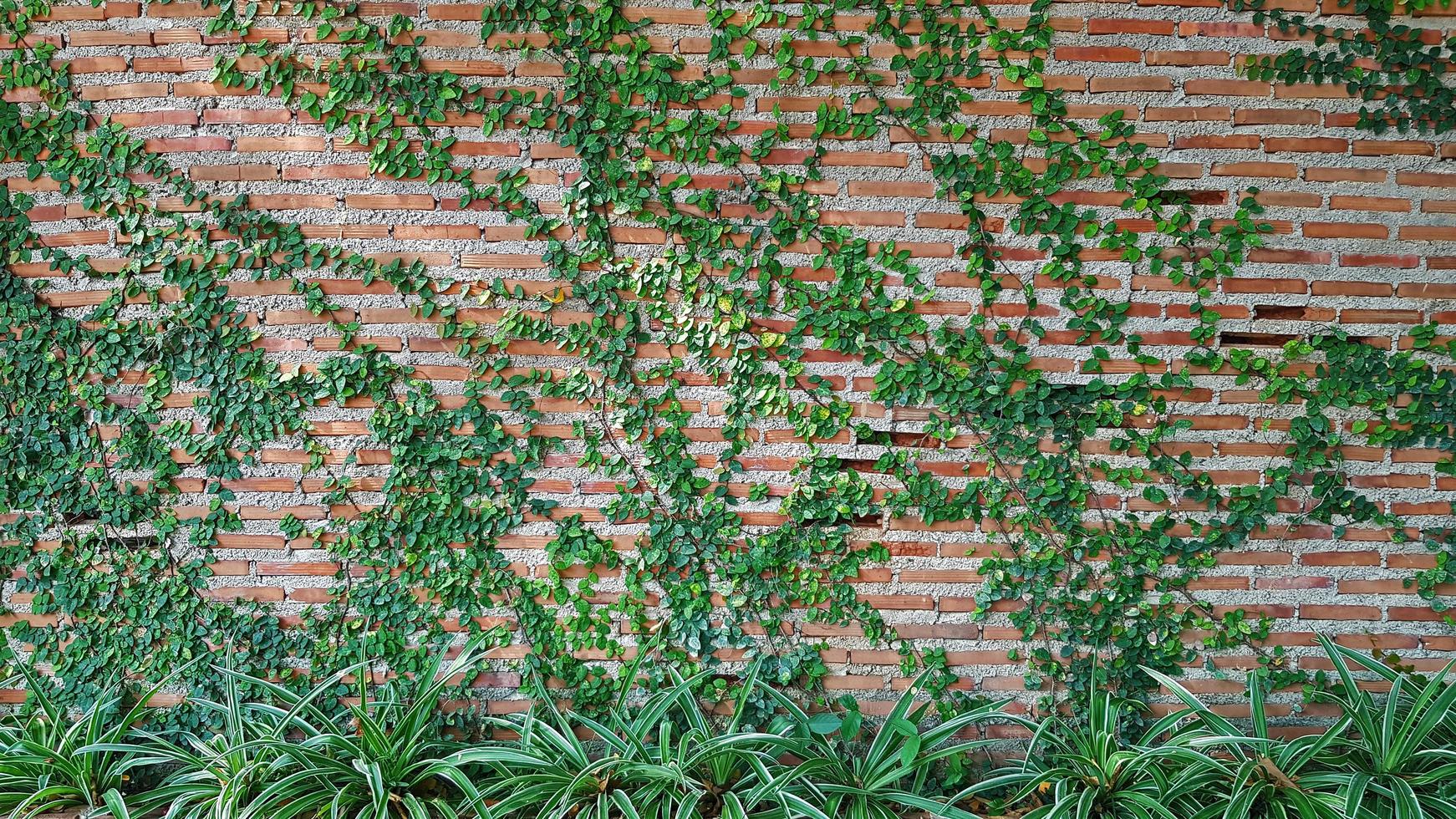 vid verde, hiedra, liana, crecimiento de plantas trepadoras o enredaderas en una pared de ladrillo con un árbol. belleza en la naturaleza y diseño natural. hojas en papel tapiz y estructura del edificio. foto