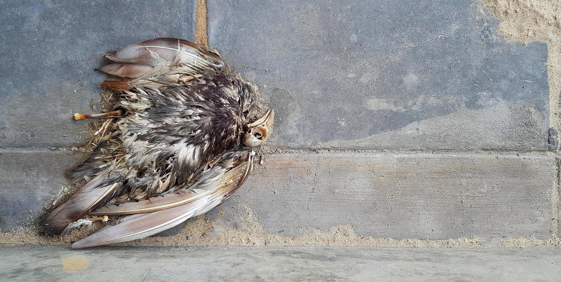 Top view of a long dead pigeon corpse on a concrete floor with space on the right. Flat lay bird die on the ground. concept of infectious and wild animals. photo