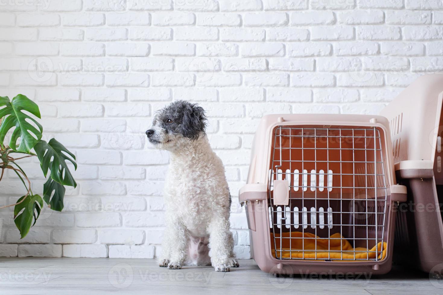 Cute bichon frise dog sitting by travel pet carrier, brick wall background photo