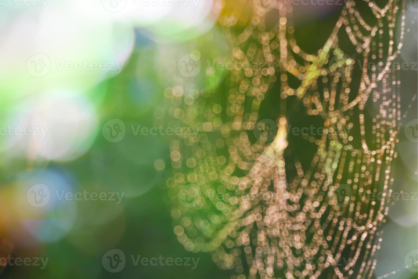 rain drop blurred spiderweb natural pattern abstract photo