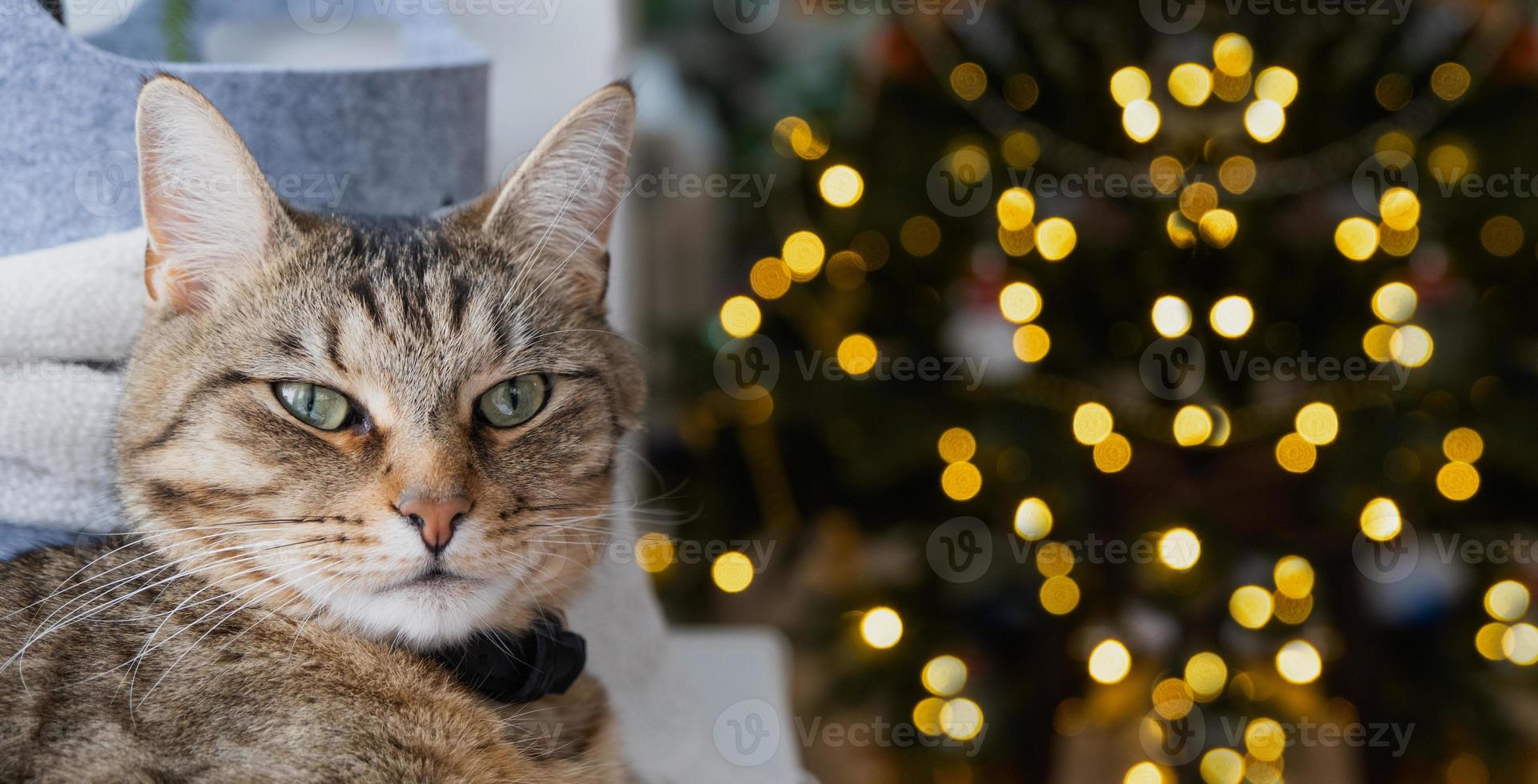 The cat is lying on the windowsill in the fairy lights of the garland. Christmas, New Year. Cat close-up photo
