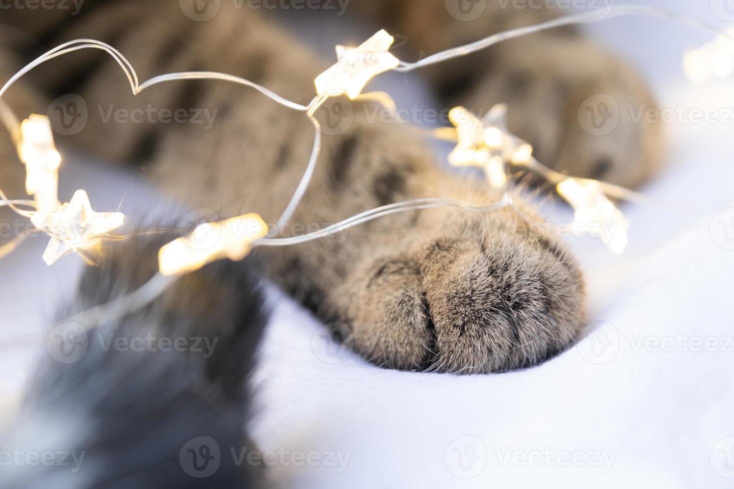 Black pads of soft cat's paw close-up in fairy lights garland. Christmas, New Year, festive mood and homey cozy atmosphere and comfort. Year of cat and rabbit according to Eastern calendar photo