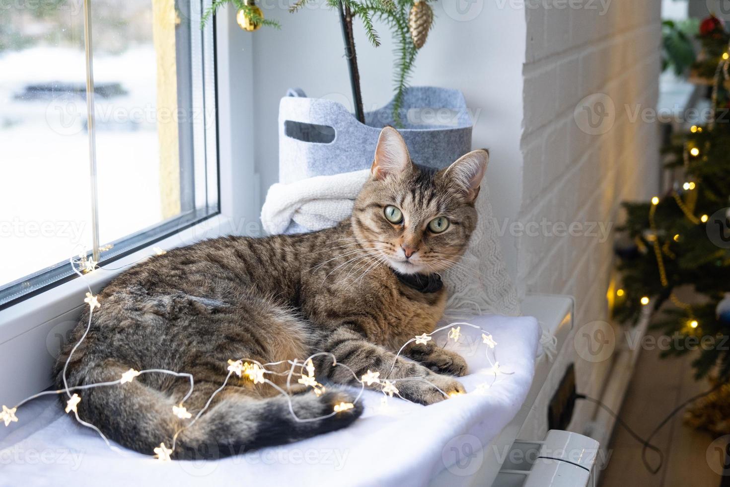 The cat is lying on the windowsill in the fairy lights of the garland. Christmas, New Year. Cat close-up photo