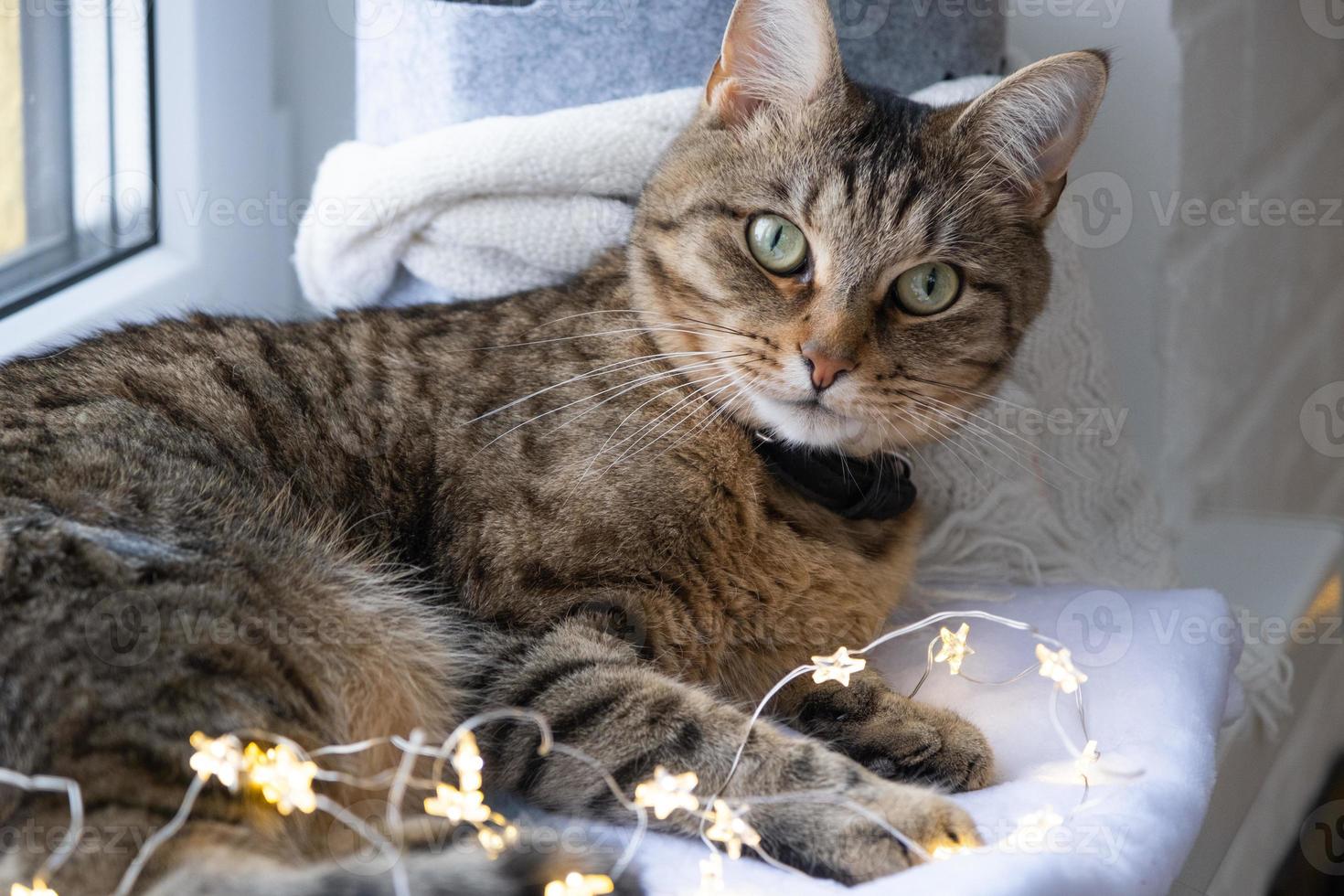 The cat is lying on the windowsill in the fairy lights of the garland. Christmas, New Year. Cat close-up photo