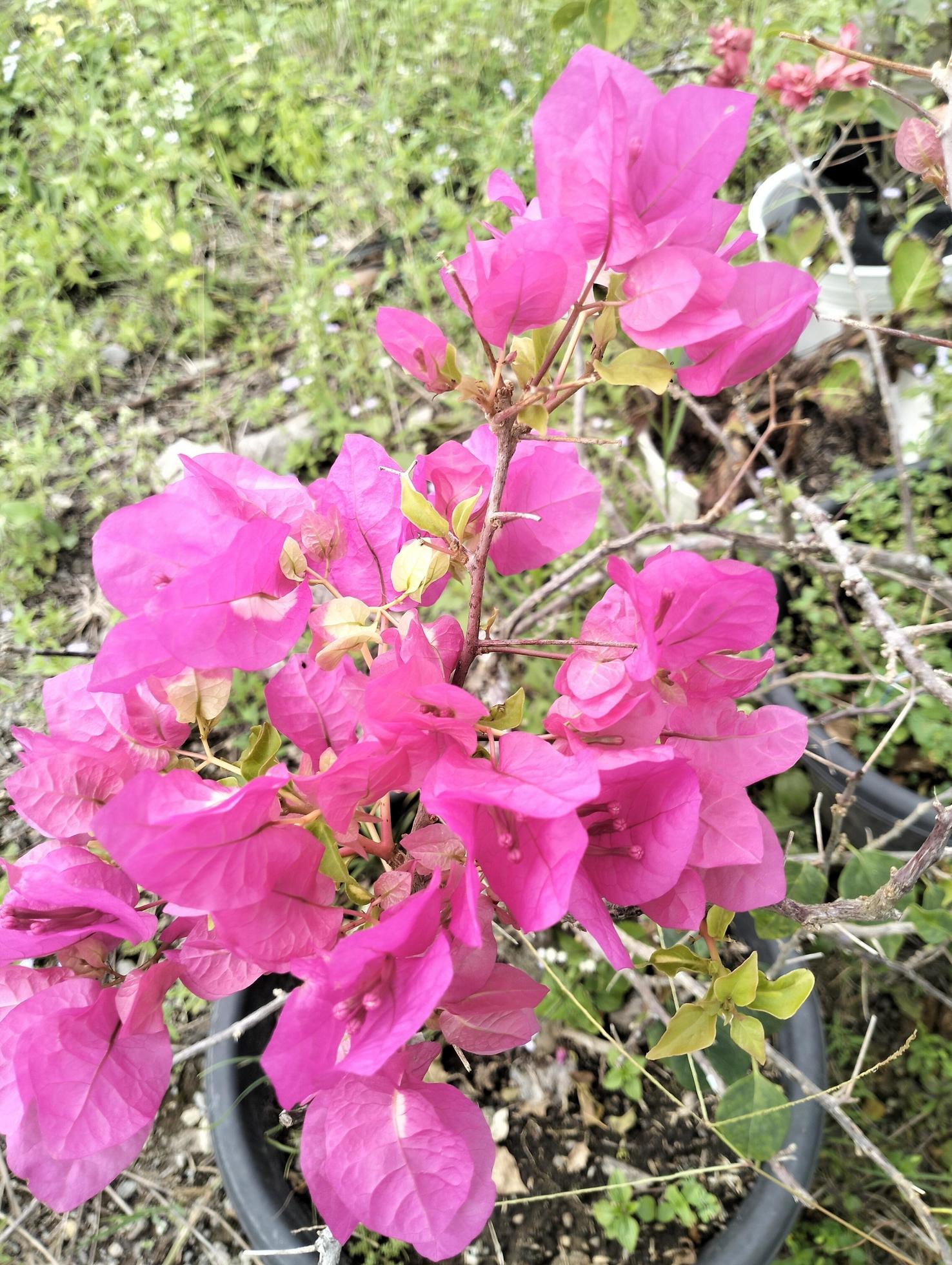 Bougainvillea flowers inserted with green leaves. Pink Bougainvillea