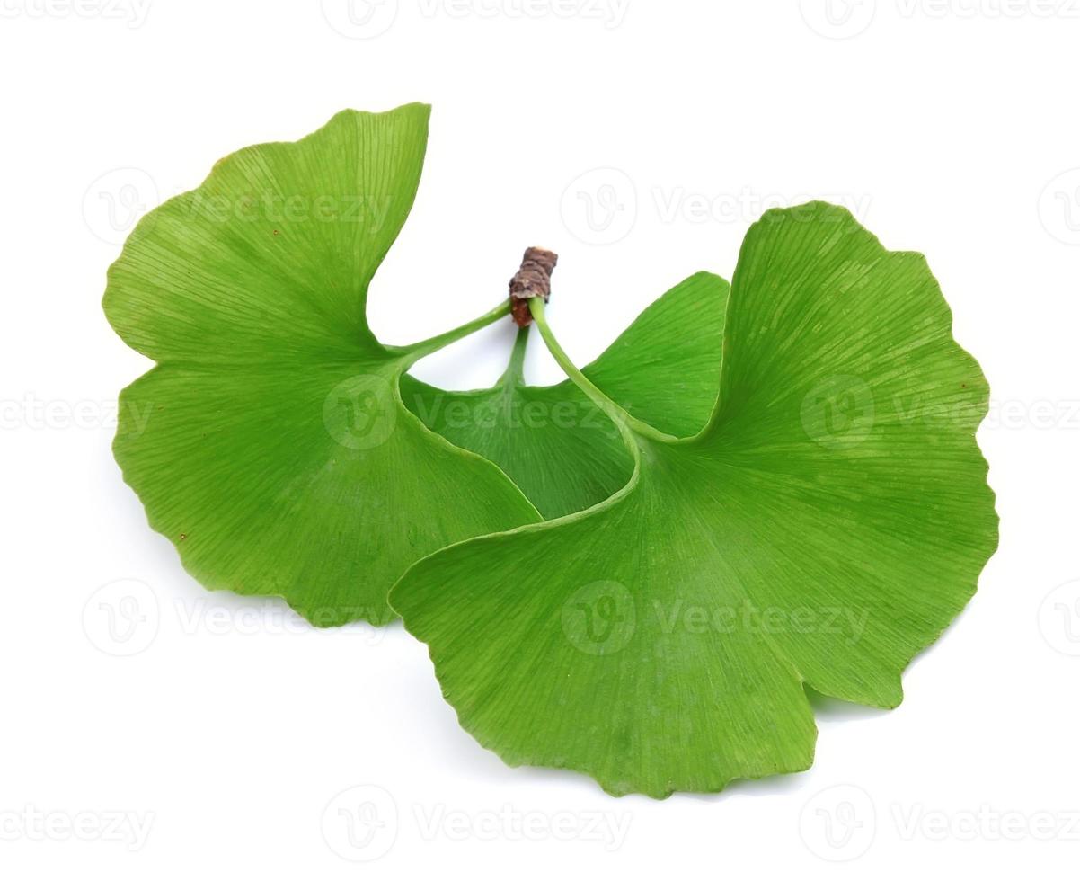 Ginkgo biloba leaves photo