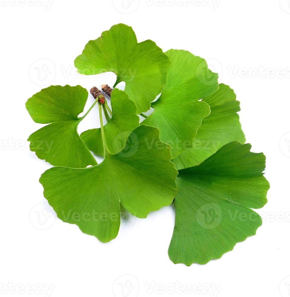 Ginkgo biloba leaves 15606544 Stock Photo at Vecteezy