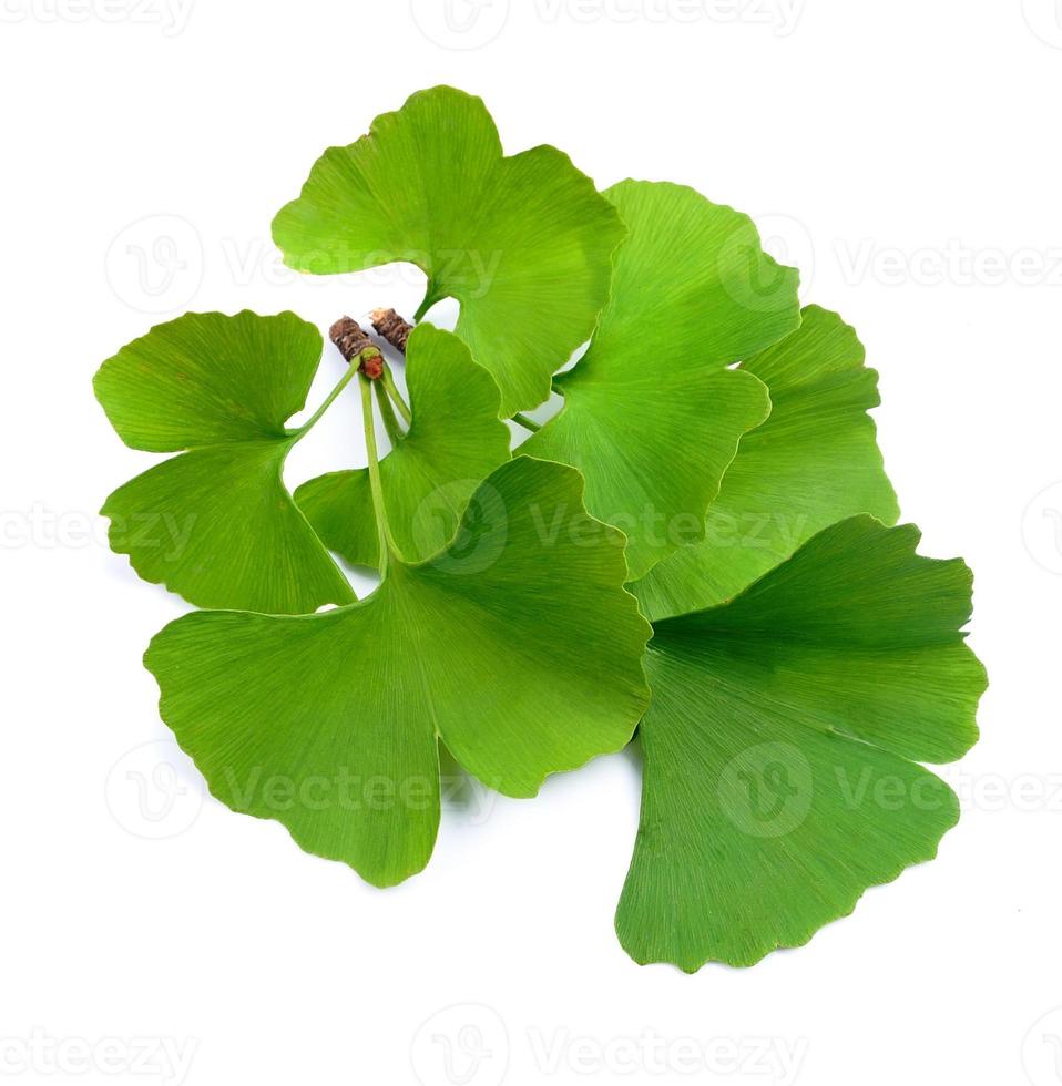 Ginkgo biloba leaves photo