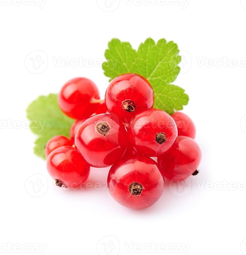 red currant berry photo