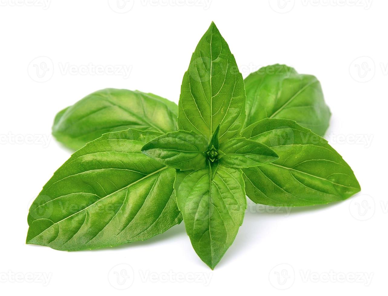 Fresh basil leaves photo