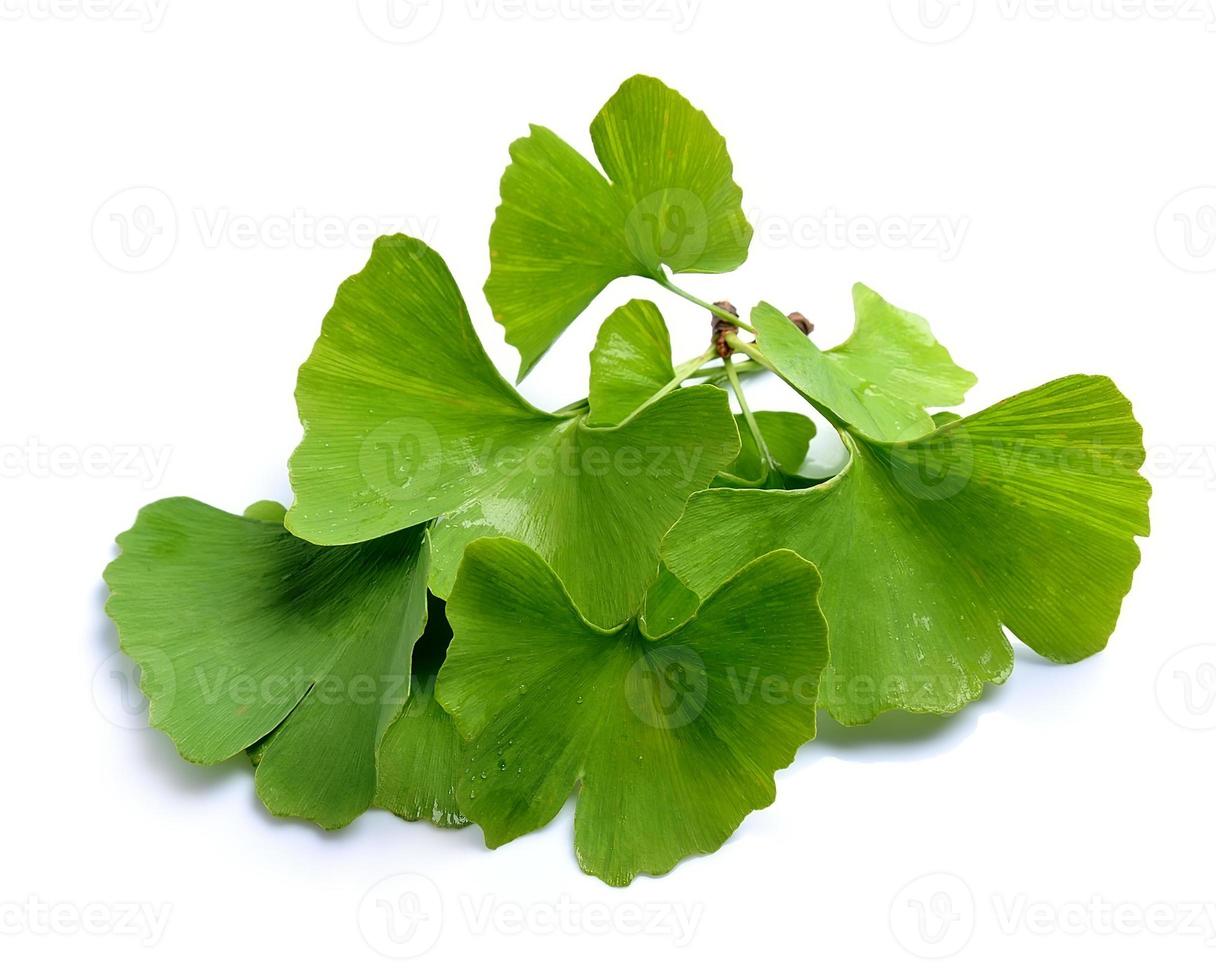 Ginkgo biloba leaves isolated photo