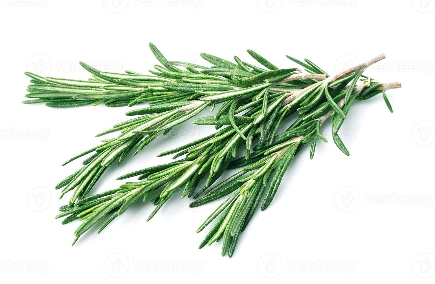 Twig of rosemary photo