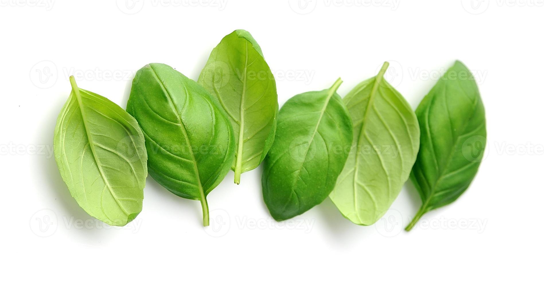 Fresh basil leaves. photo