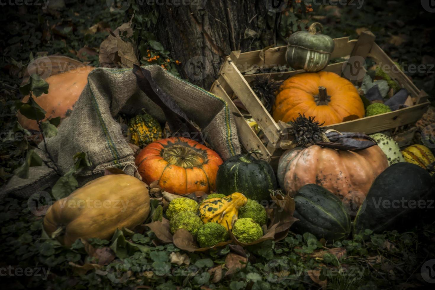 un montón de calabazas de colores dispuestas en un diorama de otoño foto