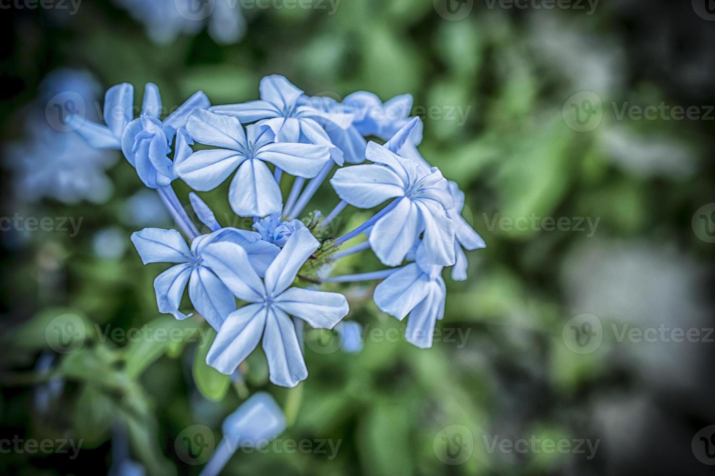 A macro shot of blue plumbago auriculata flowers photo