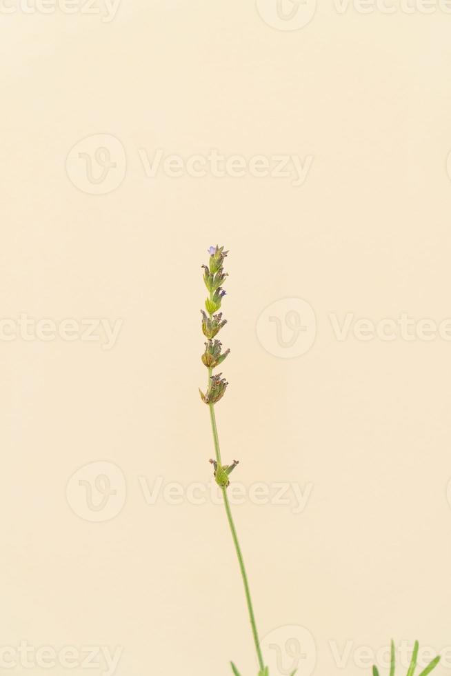 Homemade potted plant on a white and yellow background photo