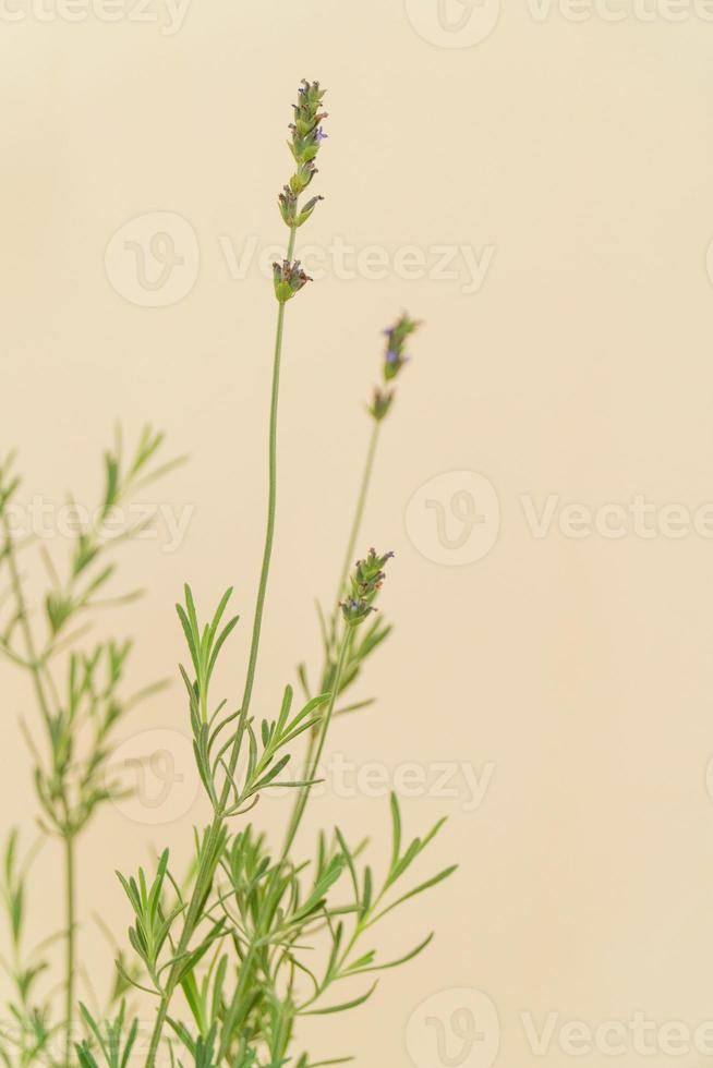 Homemade potted plant on a white and yellow background photo