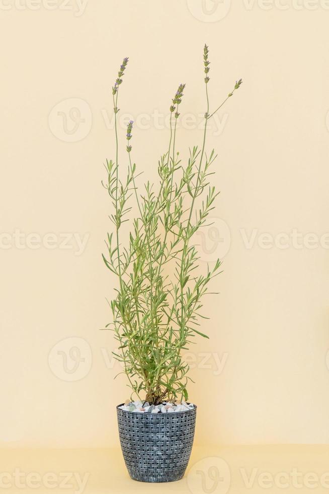 Homemade potted plant on a white and yellow background photo