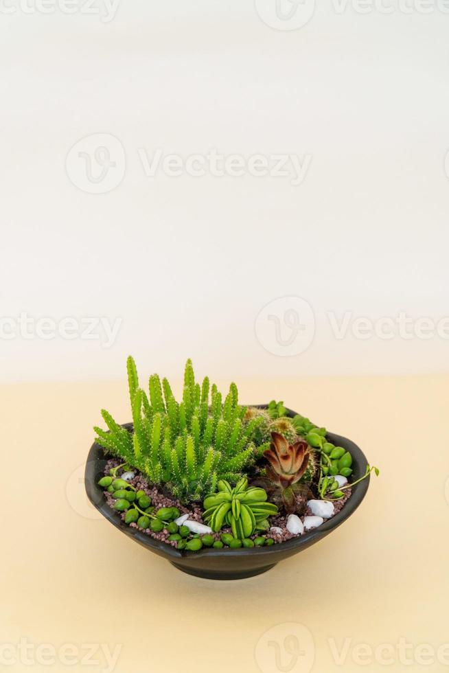 Homemade potted plant on a white and yellow background photo