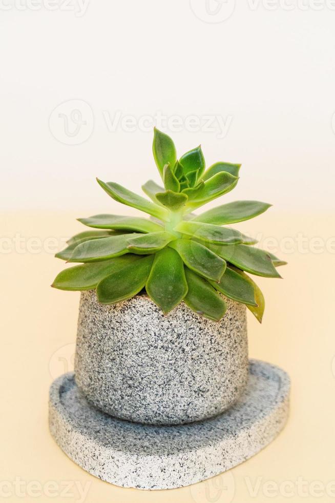 Homemade potted plant on a white and yellow background photo