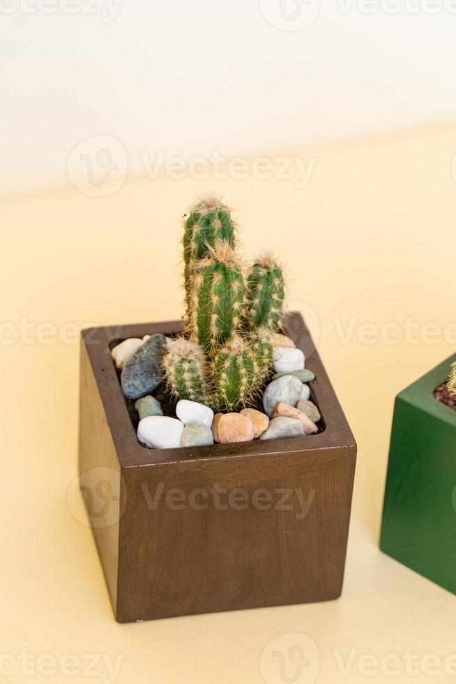 Homemade potted plant on a white and yellow background photo