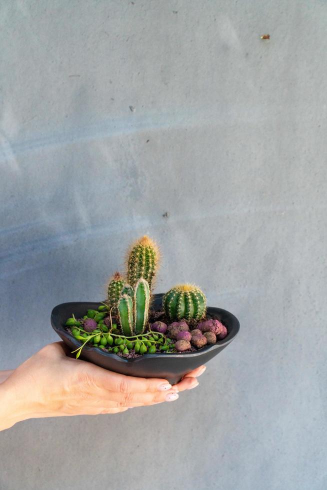 A home plant in a pot in your hands photo