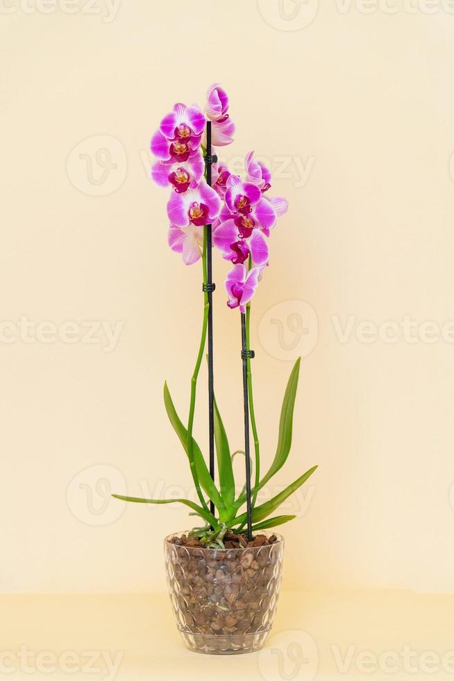 Homemade potted plant on a white and yellow background photo