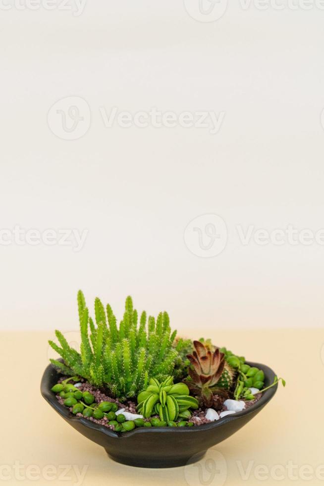 Homemade potted plant on a white and yellow background photo