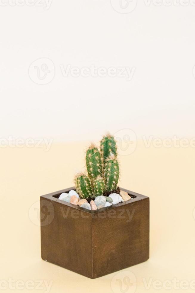 Homemade potted plant on a white and yellow background photo