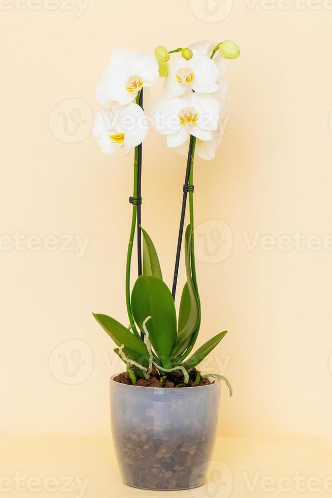 Homemade potted plant on a white and yellow background photo