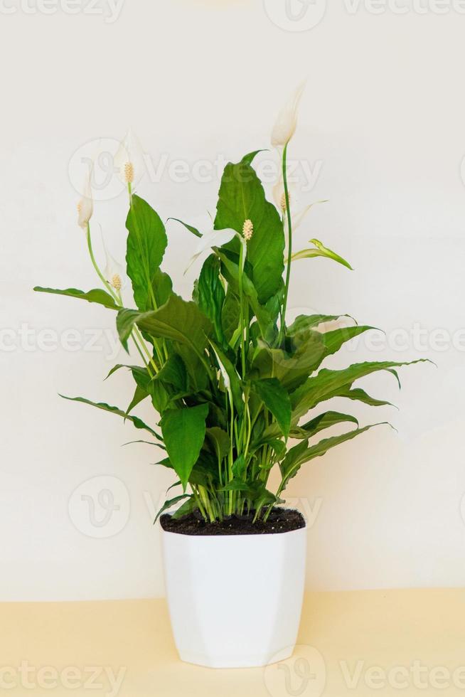 Homemade potted plant on a white and yellow background photo