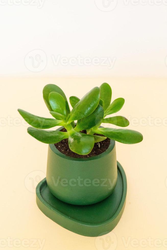 Homemade potted plant on a white and yellow background photo