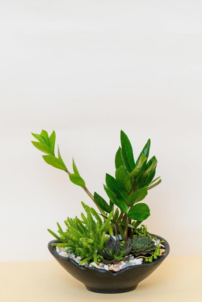 Homemade potted plant on a white and yellow background photo